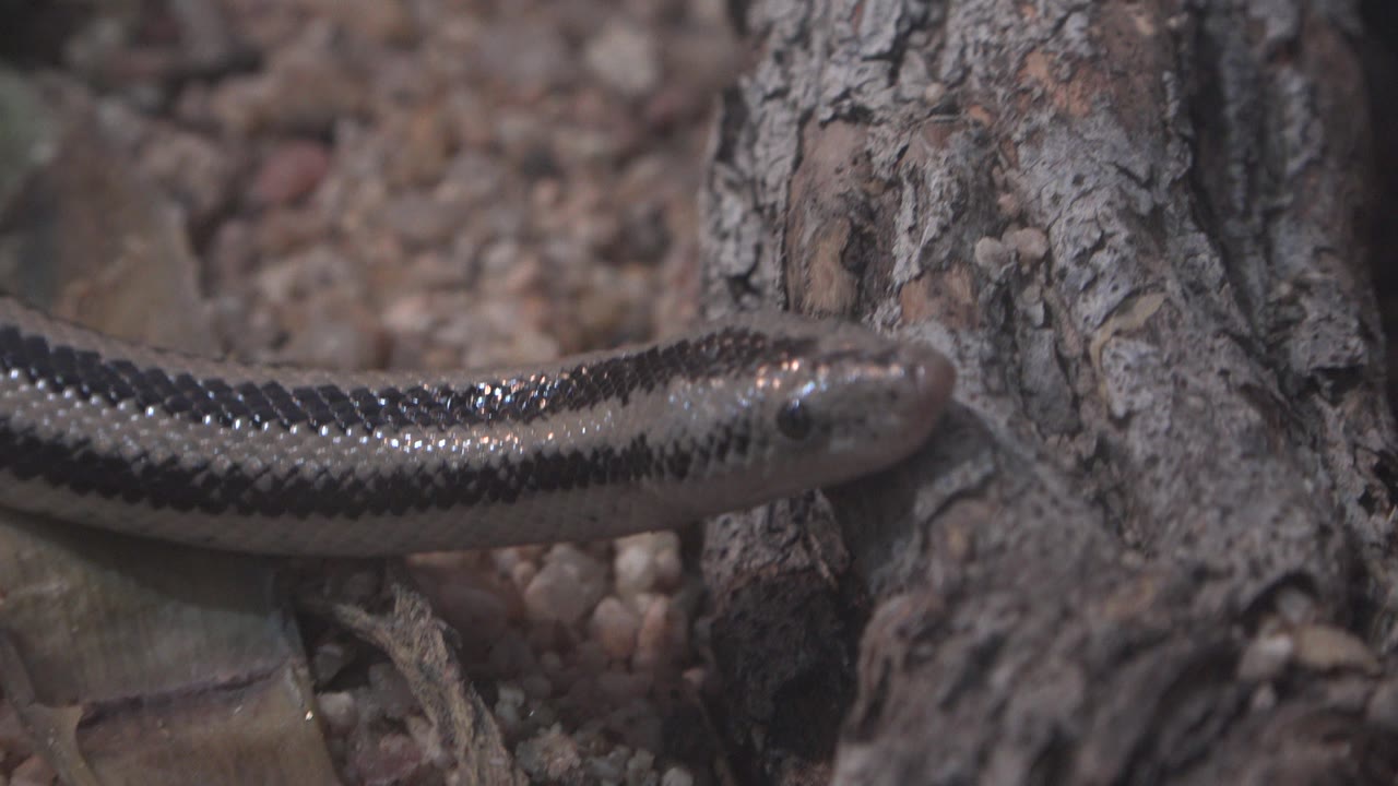 The snake's head sits near a vertical piece of rough bark while its striped body extends across dry ground in Cabo San Lucas, Mexico, with no visible people.