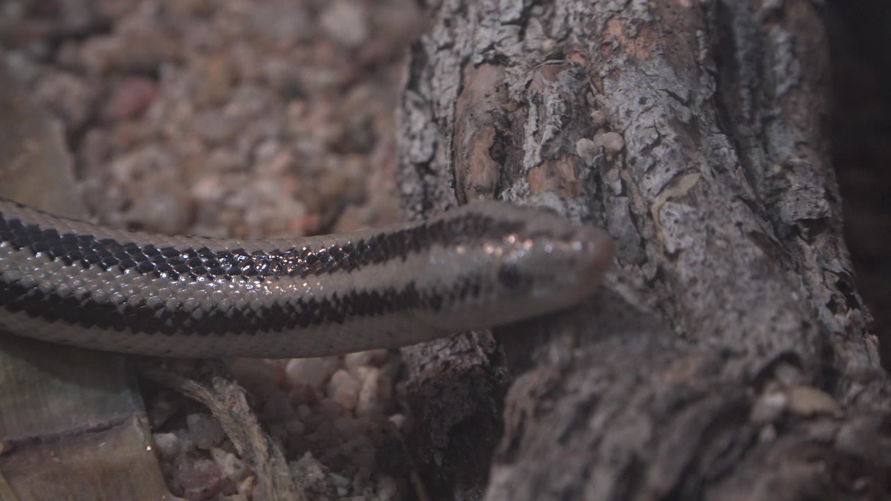 Striped snake stretched across natural debris