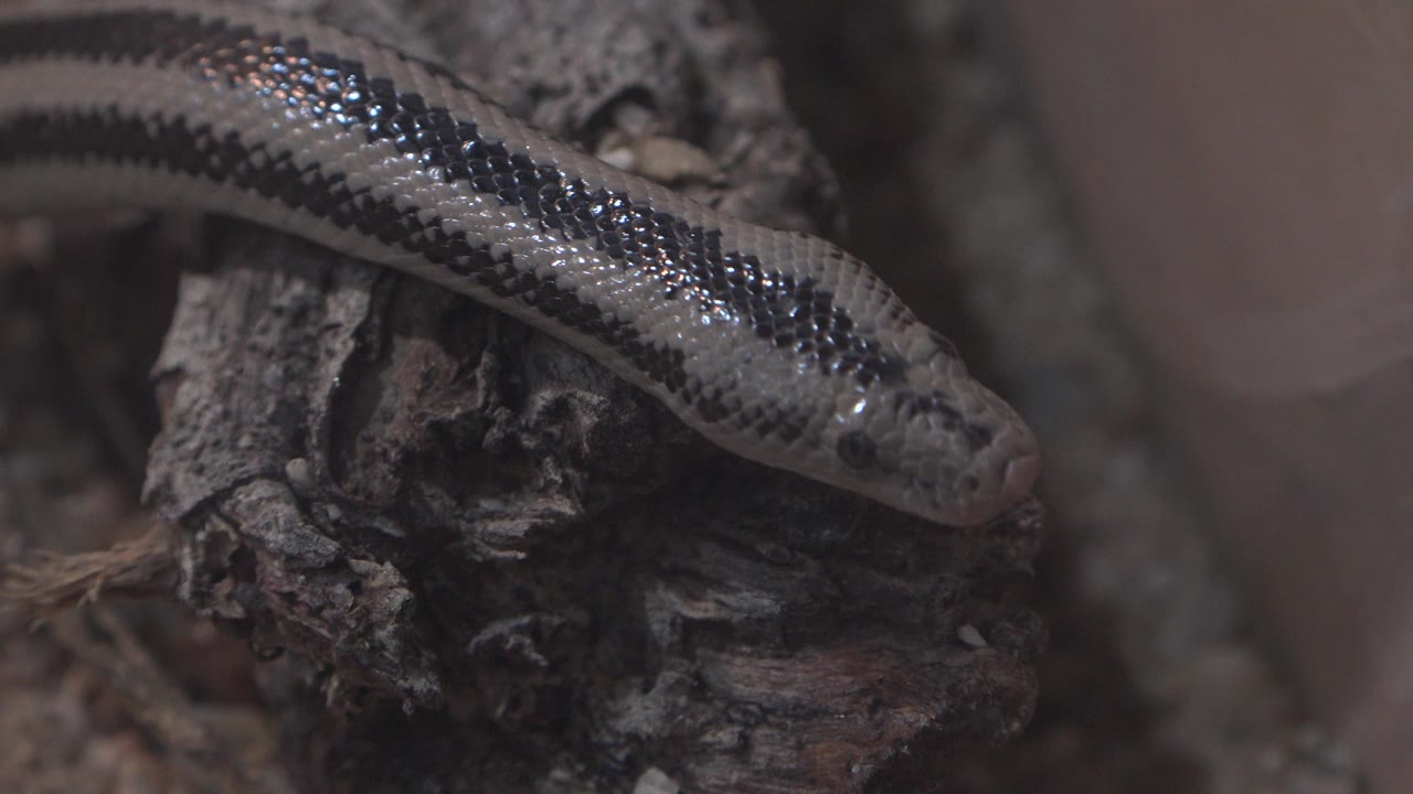 Black and grey snake rests across rough dark bark inside a confined Cabo San Lucas enclosure, with a blurred pale wall at the right and no visible people.