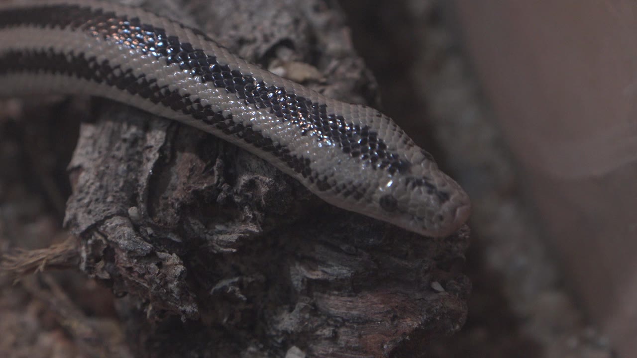 The snake's patterned black and grey body spans the upper frame while its head sits near rough bark in the Cabo San Lucas enclosure, with no visible people.