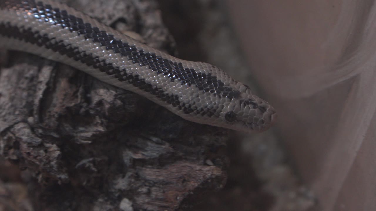 Snake body runs horizontally over bark with a pale enclosure wall nearby.