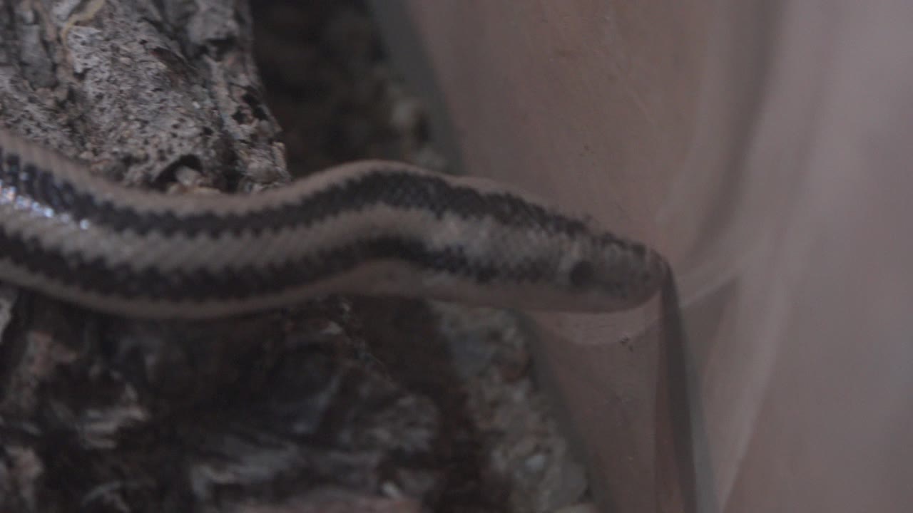 Small striped snake beside bark inside a translucent enclosure.
