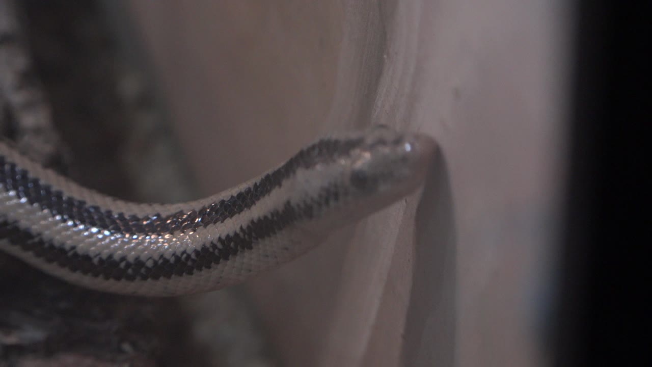 Close view of a striped snake reaching toward a pale textured wall in Cabo San Lucas, Mexico, with no visible people.
