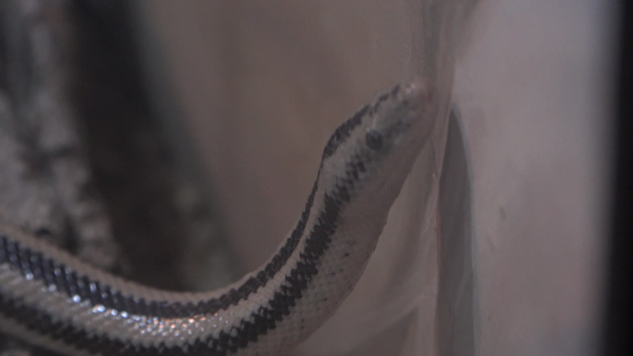 Snake head lifted beside a pale wall edge