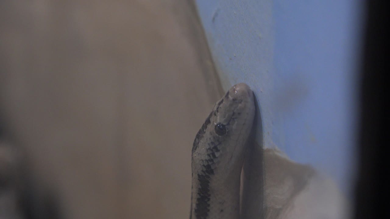 At 0:00, a brown striped snake head rests close to a blue wall in Cabo San Lucas, Mexico, with a blurred tan foreground and no visible people.