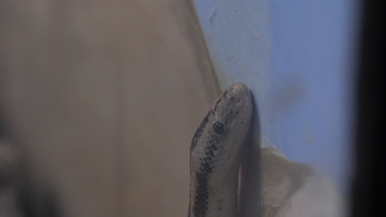 At 0:01, the snake's head and upper body appear beside the pale blue wall, with its dark side stripe visible and no visible people.