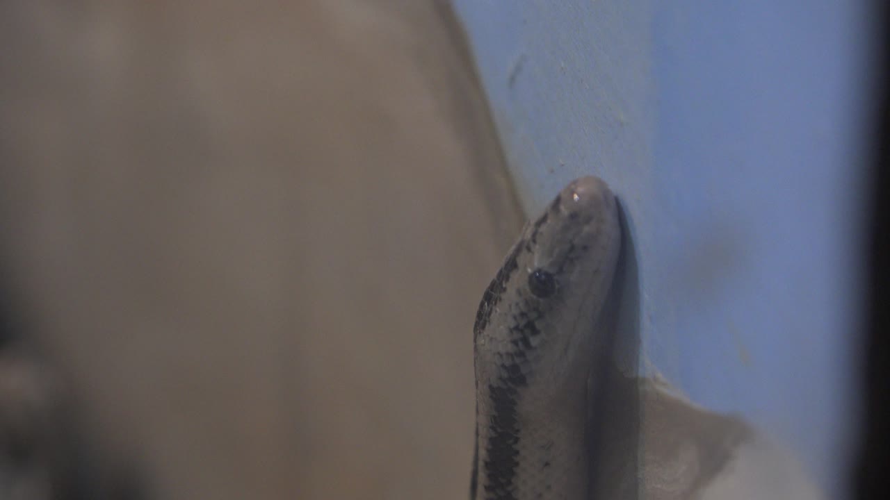 Snake head near wall with blurred foreground