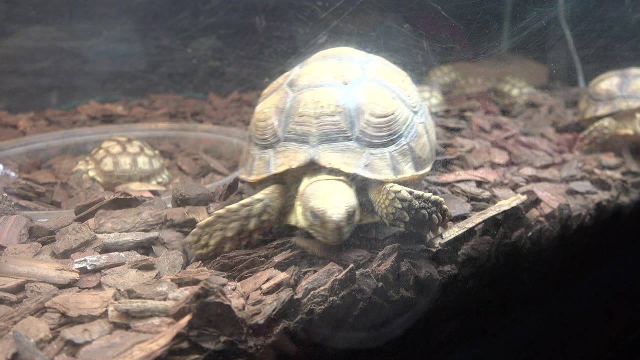 Small turtle in Cabo San Lucas source footage faces the camera on reddish bark chips, with a blurred turtle behind it and no visible people.