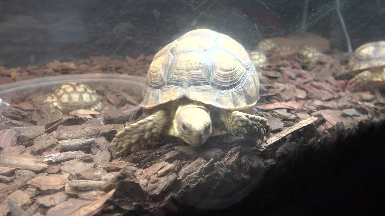 Small turtle continues forward across bark chips in Cabo San Lucas source footage, with a second turtle soft in the background and no visible people.