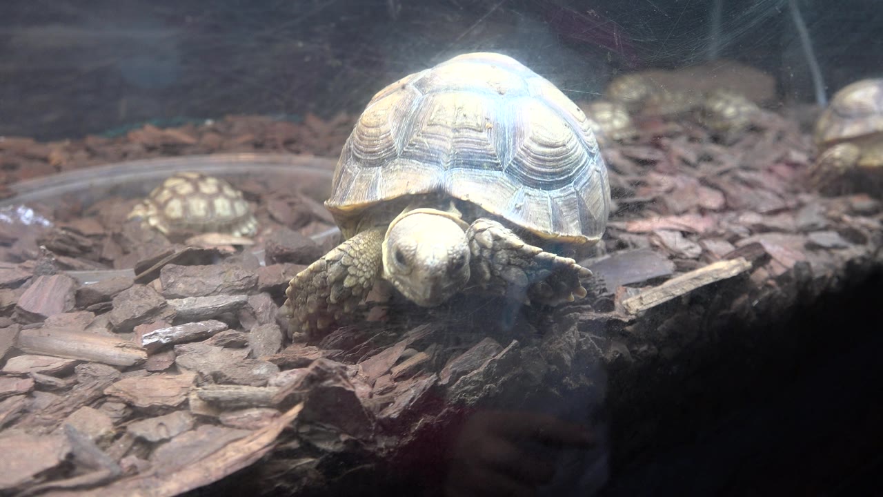 Small turtle angled toward the camera with bright shell glare.