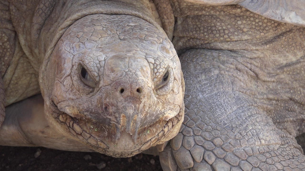 A large turtle in Cabo San Lucas faces the camera in a tight close-up, with textured beige-gray skin, shell behind it, dark ground below, and no visible people.
