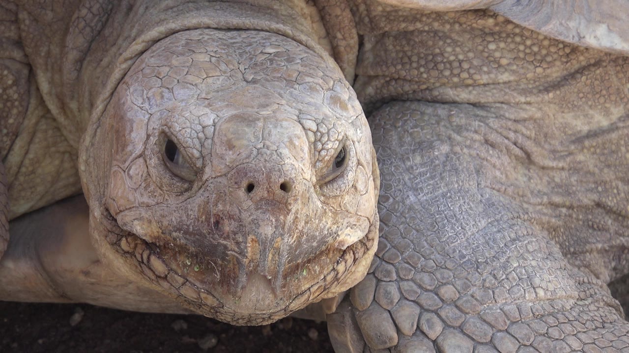 The turtle remains close to the lens in Cabo San Lucas, with both eyes partly open, rough facial scales visible, shell filling the rear of frame, and no visible people.