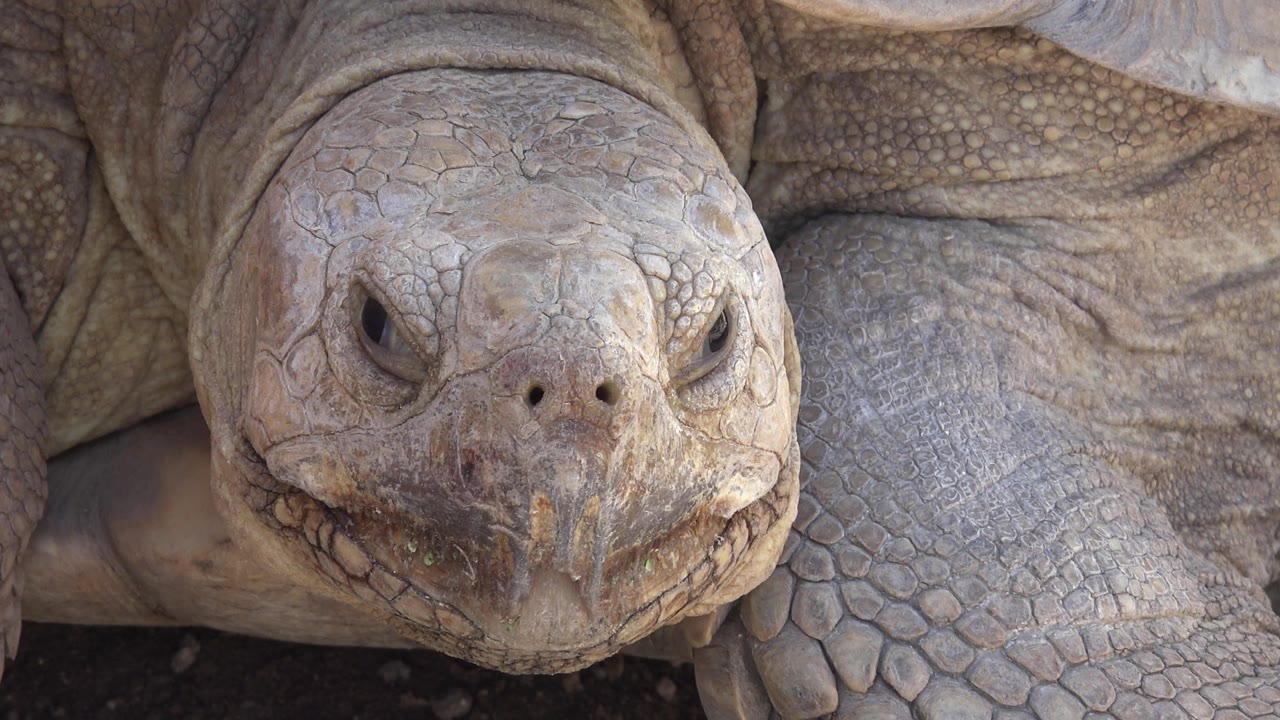 Close turtle portrait with shell and foreleg behind.