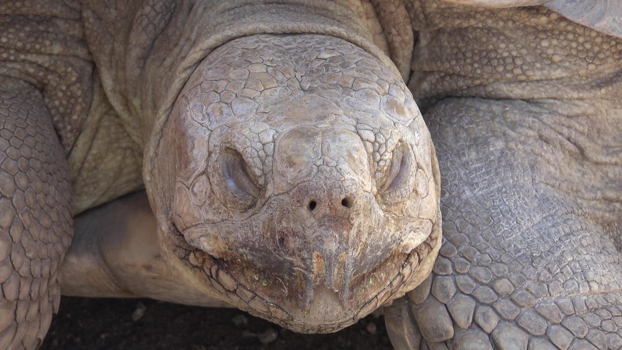 A large pale turtle faces the camera in a tight Cabo San Lucas close-up, with front legs and textured shell visible behind its head and no visible people.