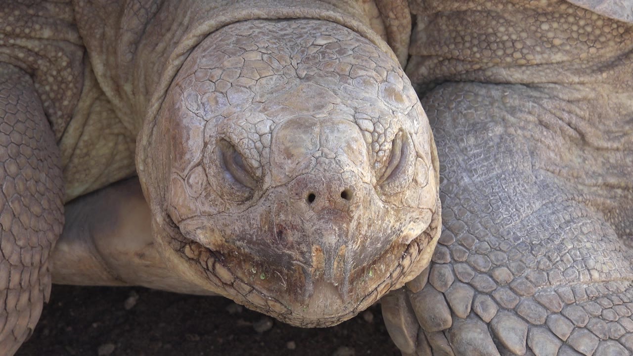 Resting turtle with pale textured head and shell cropped behind it.