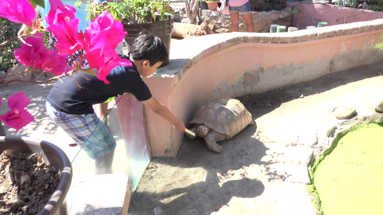 Child reaches toward a large turtle in a sunny enclosure.