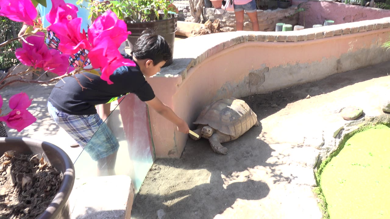One second in, the child holds a pale piece of food down toward the turtle's head while the large turtle faces the wall inside the Cabo San Lucas enclosure.