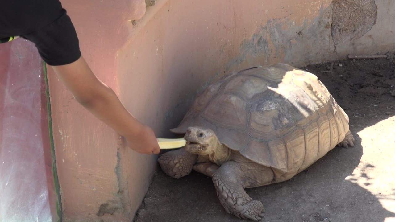 A human hand holds pale green fruit to a large tortoise resting on dirt beside peach-colored walls in Cabo San Lucas, Mexico.