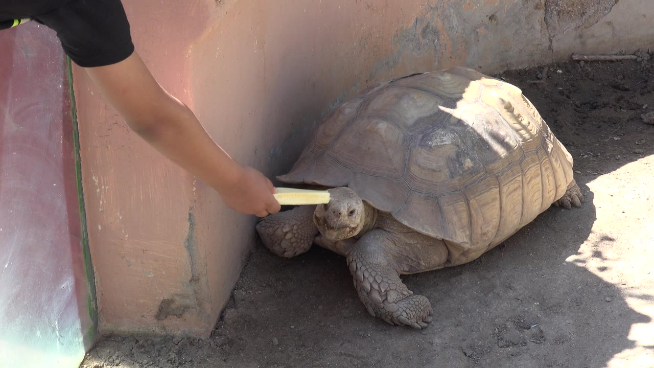 Human arm offering fruit to a tortoise near a wall corner.