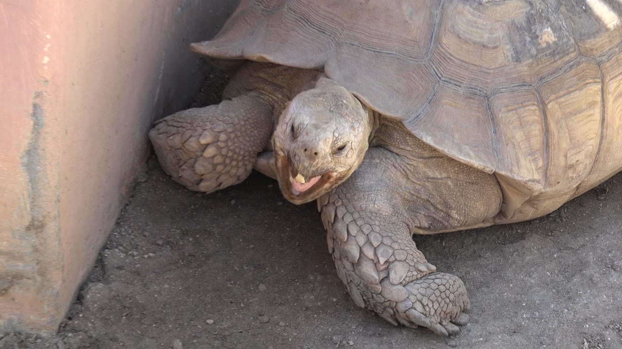 A large pale brown turtle in Cabo San Lucas, Mexico faces the camera from a dirt-floor zoo enclosure, with its shell and front legs visible and no visible people.