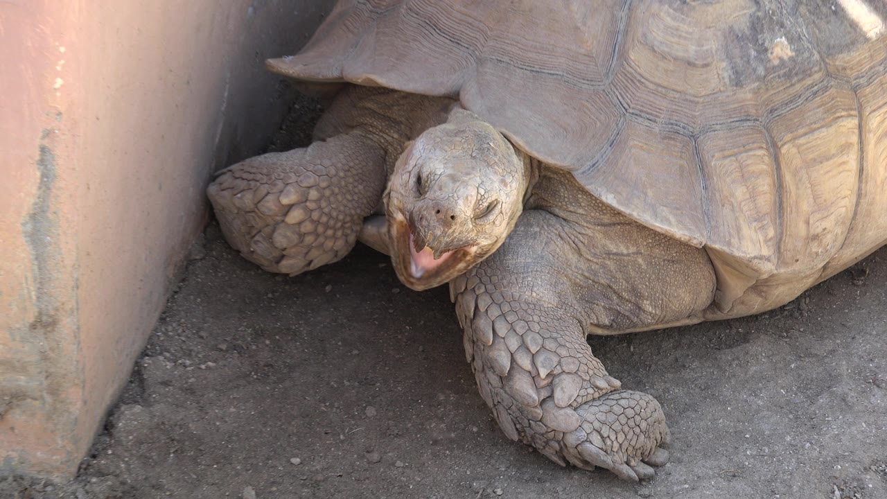 The turtle remains near the wall in Cabo San Lucas, Mexico with its mouth open, front claws on the dirt, shell above, and no visible people.