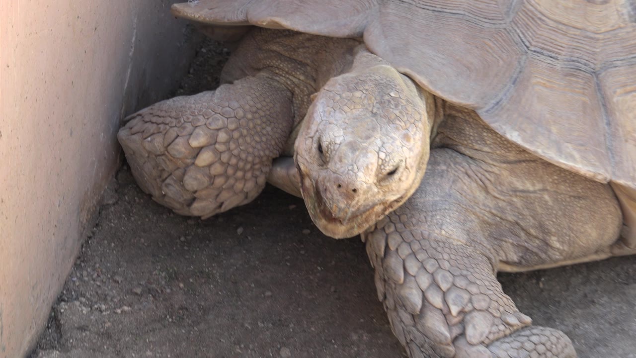 Close view of a turtle head and front leg on the dirt floor.