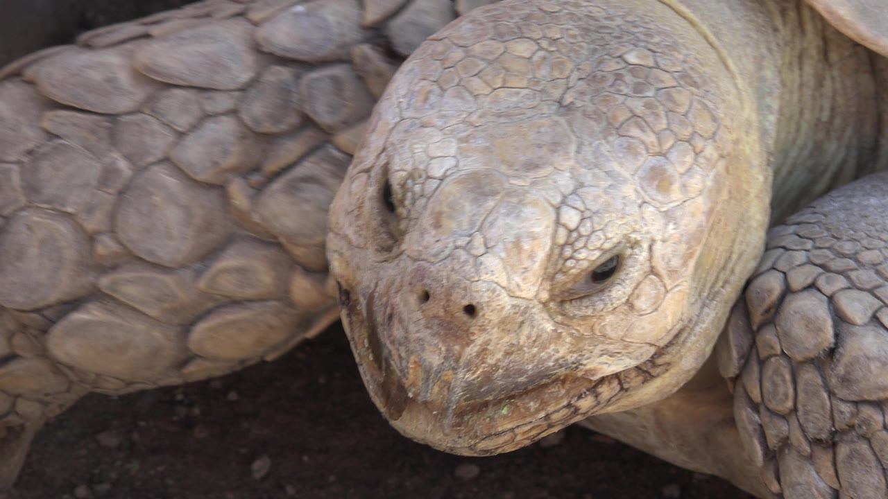 A large tortoise in Cabo San Lucas fills the first frame with its head angled forward, front legs beside it, dark dirt below, and no visible people.