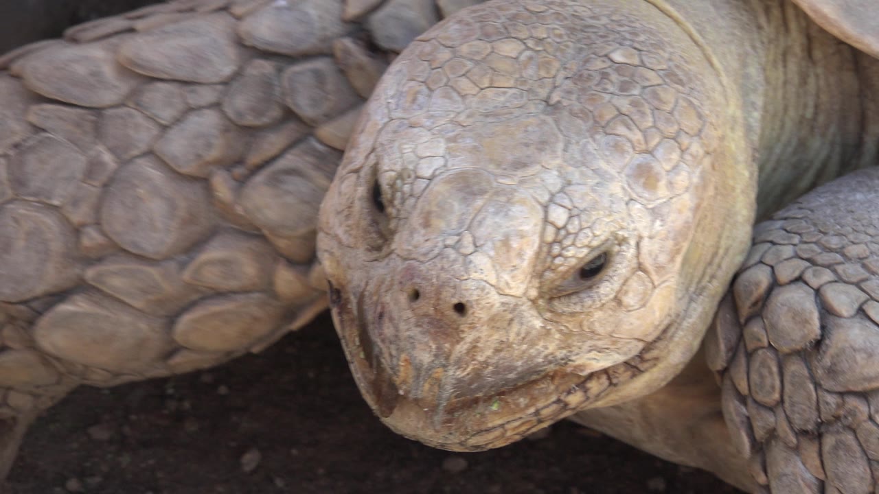 The Cabo San Lucas tortoise remains close to camera with its face centered between heavy scaled legs, shaded dirt underneath, and no visible people.