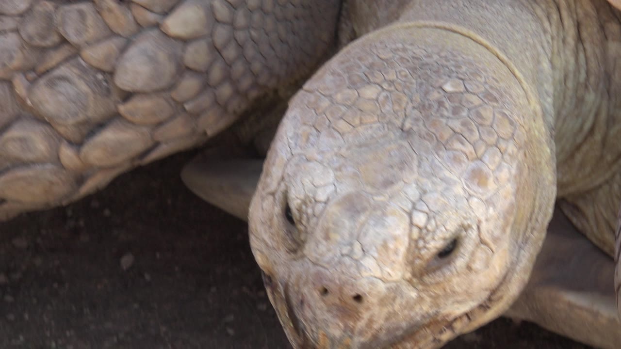 Tortoise head shifted right in a close ground-level frame.