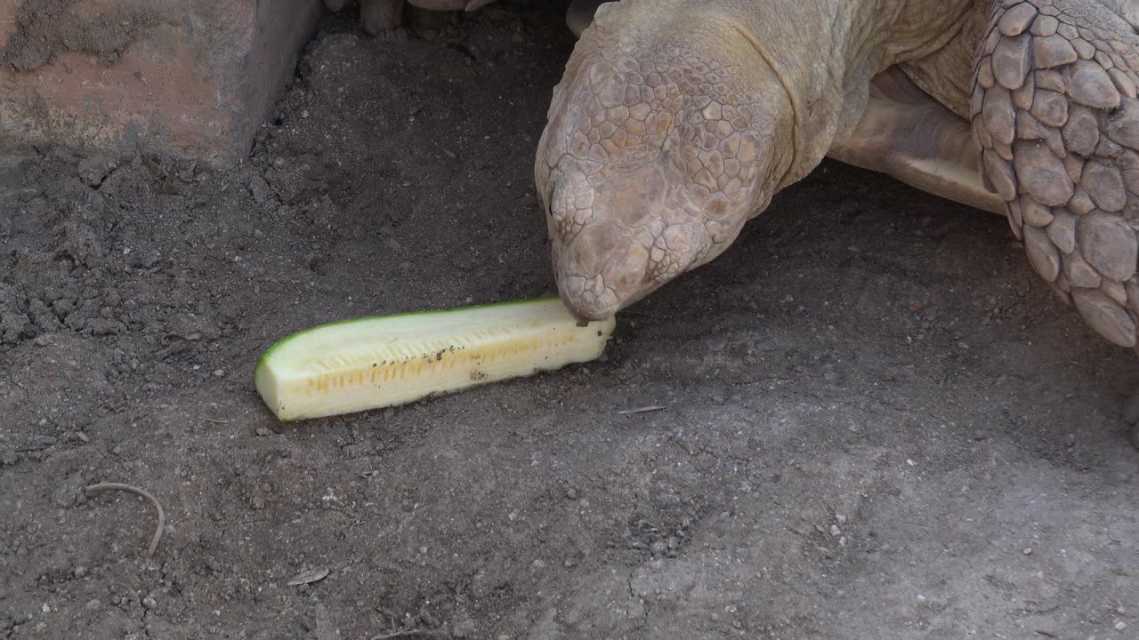 At 0:00, a tortoise in Cabo San Lucas lowers its head toward a pale yellow vegetable on bare dirt, with no visible people.