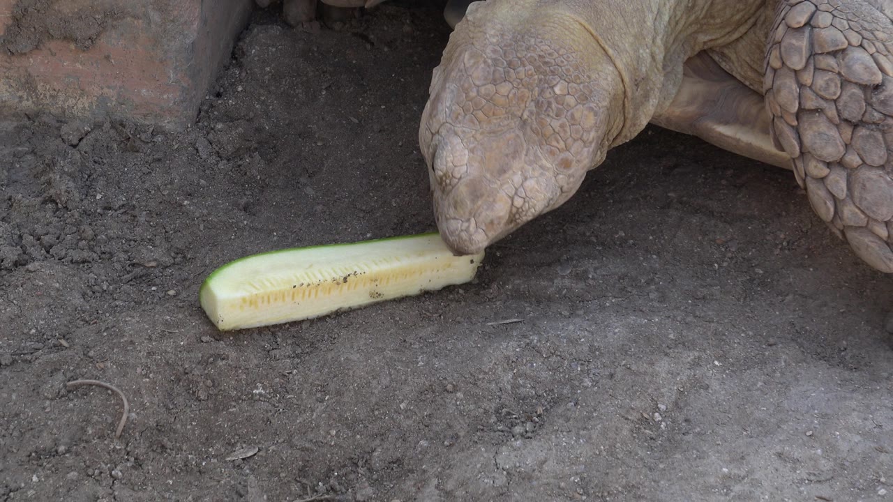 At 0:01, the tortoise's mouth meets the end of the yellow vegetable on dusty ground in Cabo San Lucas, with no visible people.