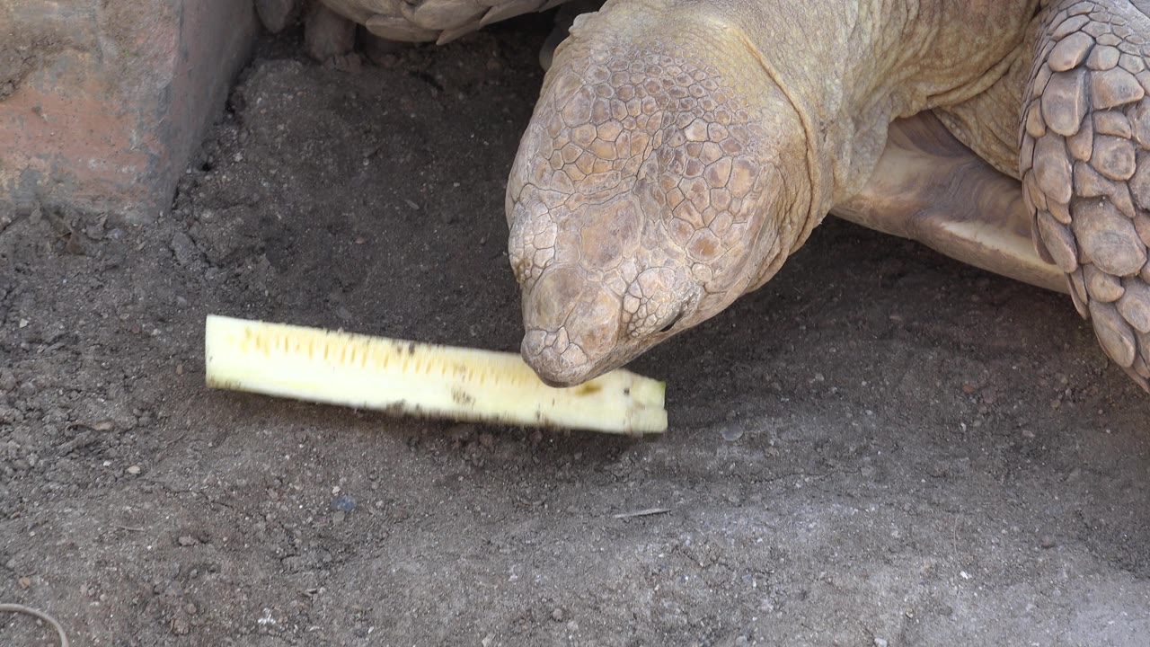 Tortoise bites a lifted yellow vegetable strip.