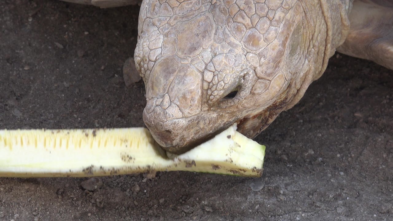 At 0:00 in Cabo San Lucas, a pale brown tortoise lowers its head to bite a long pale zucchini strip on dark ground, with no visible people.