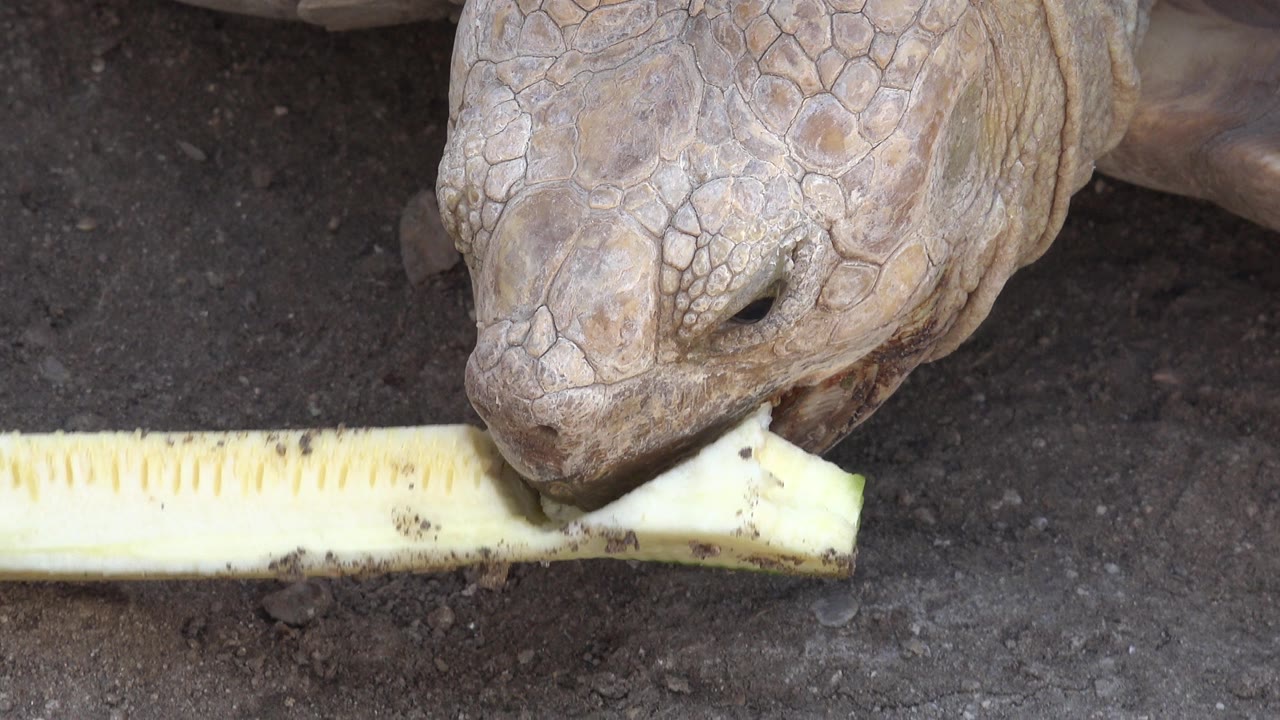 At 0:01 in Cabo San Lucas, the tortoise keeps its mouth on the cut end of the zucchini while the long vegetable strip stretches across the foreground, with no visible people.