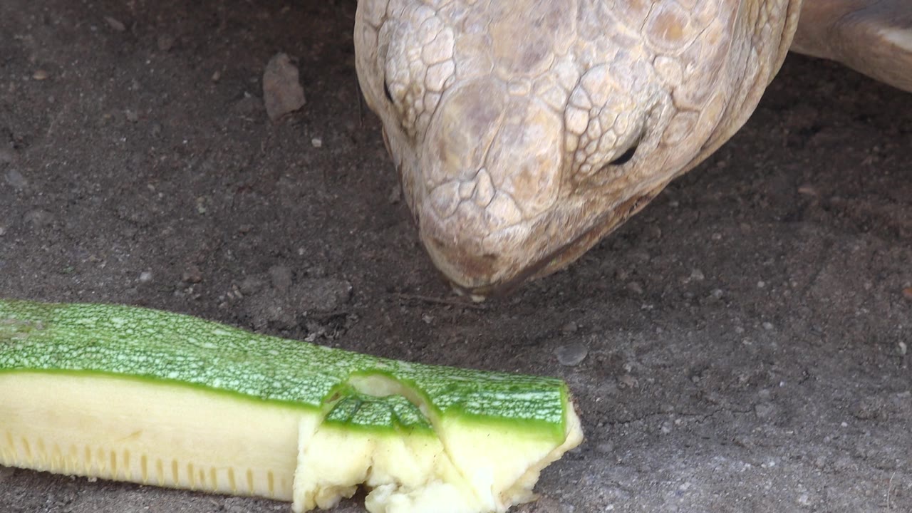 Tortoise above a green-skinned zucchini piece with bite marks.