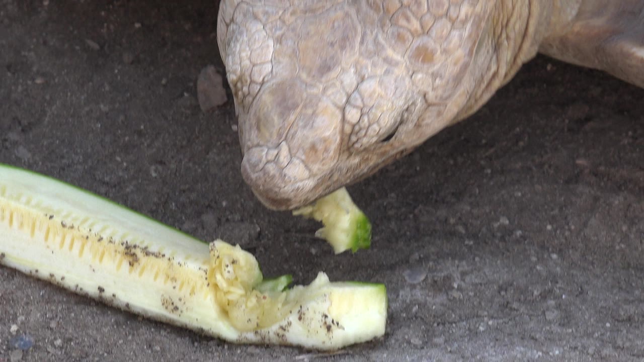 Large tortoise in Cabo San Lucas leans toward a pale green vegetable on dark dirt at the start of the clip, with no visible people.