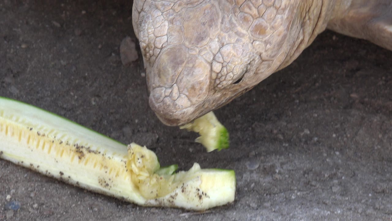Large tortoise in Cabo San Lucas keeps its head low beside the pale green vegetable strip on dark dirt, with no visible people.