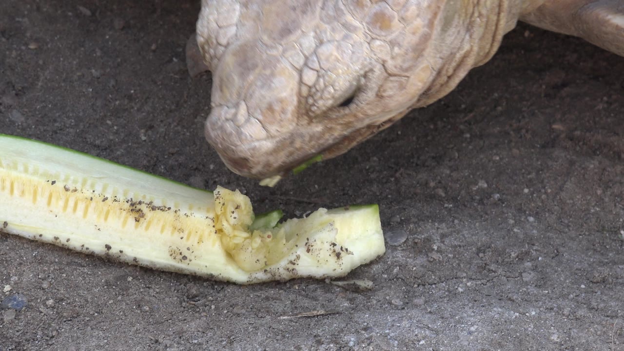 Tortoise bites the end of a pale green vegetable.