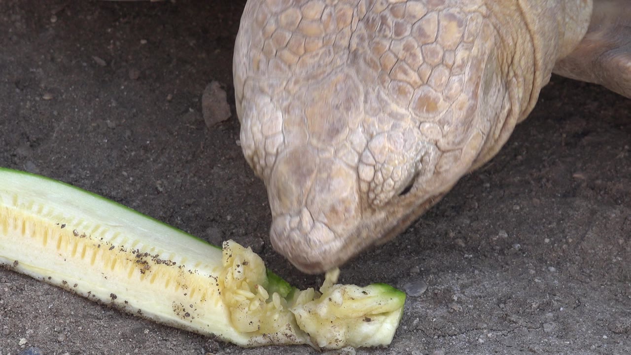 Tan reptile head near a cut cucumber on asphalt.