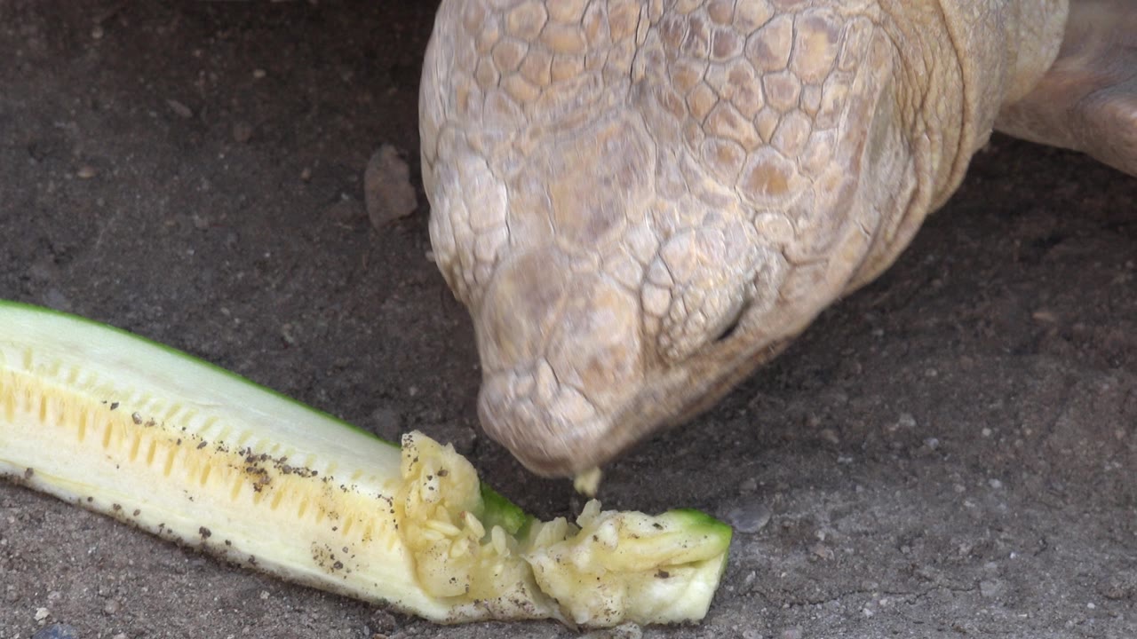 The reptile's head sits just above the broken cucumber end on rough pavement in Cabo San Lucas, with no visible people.