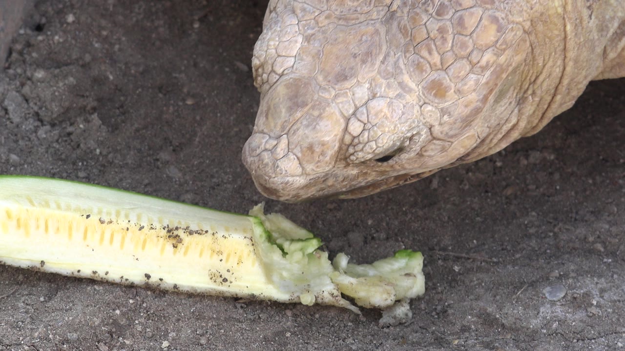 A large tan turtle in Cabo San Lucas leans its head toward a long green vegetable on dark ground, with no visible people.