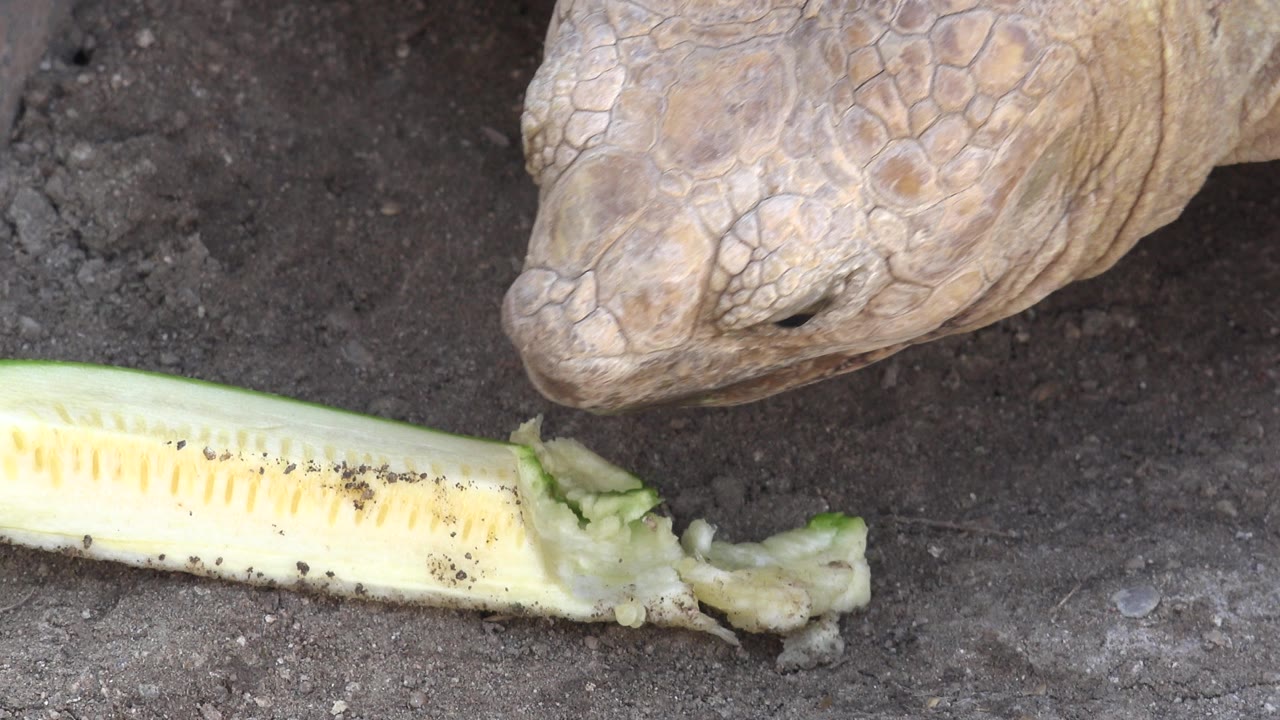 The turtle's head and shell fill the upper frame in Cabo San Lucas as the partially eaten green vegetable rests below, with no visible people.