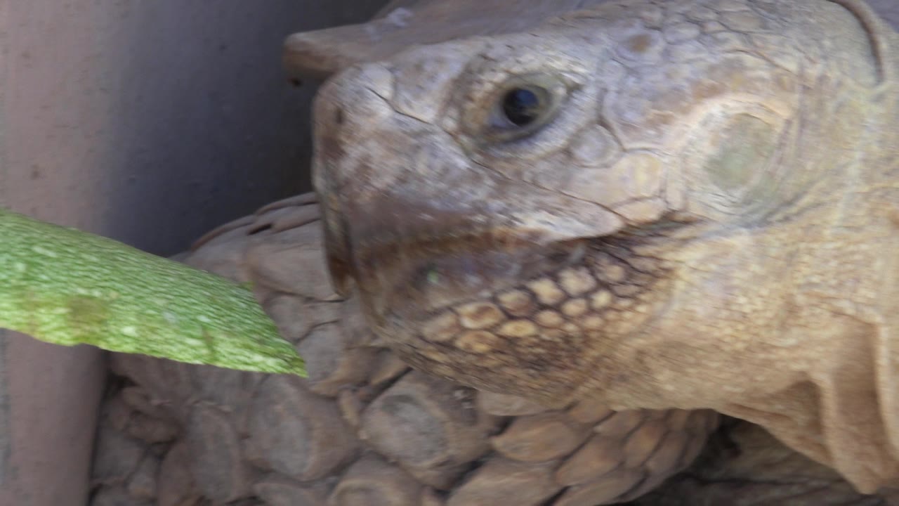 A large tan turtle in Cabo San Lucas, Mexico bites a green zucchini slice beside a wall, with its eye and textured head in close view and no visible people.