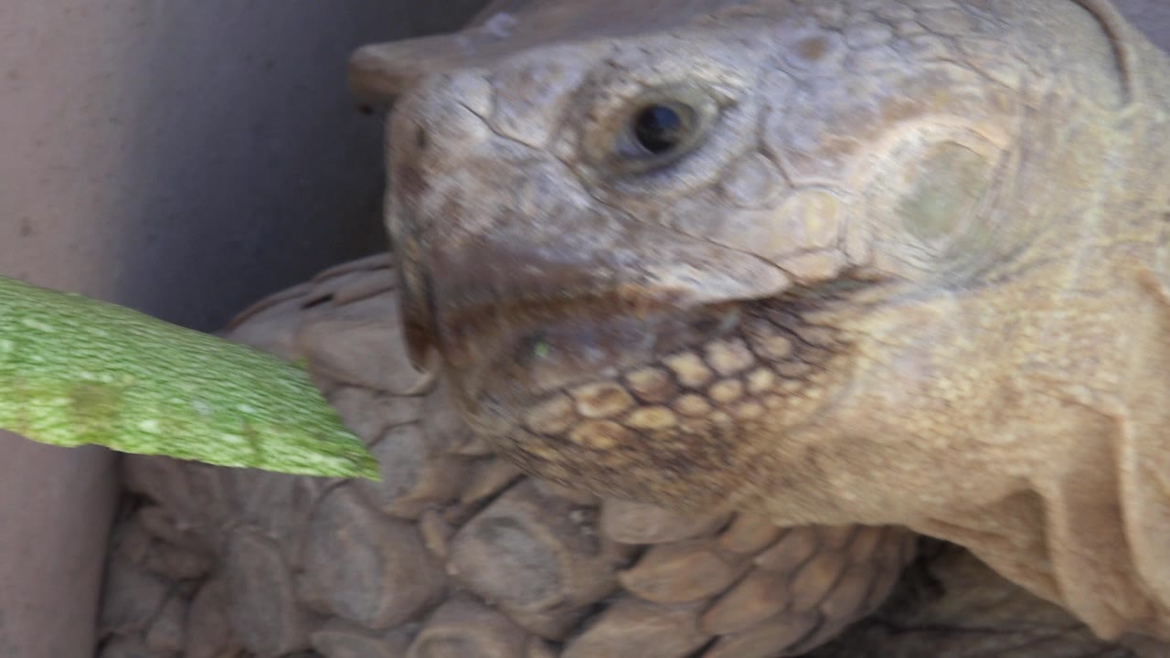 The turtle remains tight in frame in Cabo San Lucas, Mexico, holding the green zucchini slice at its mouth against a muted enclosure wall, with no visible people.