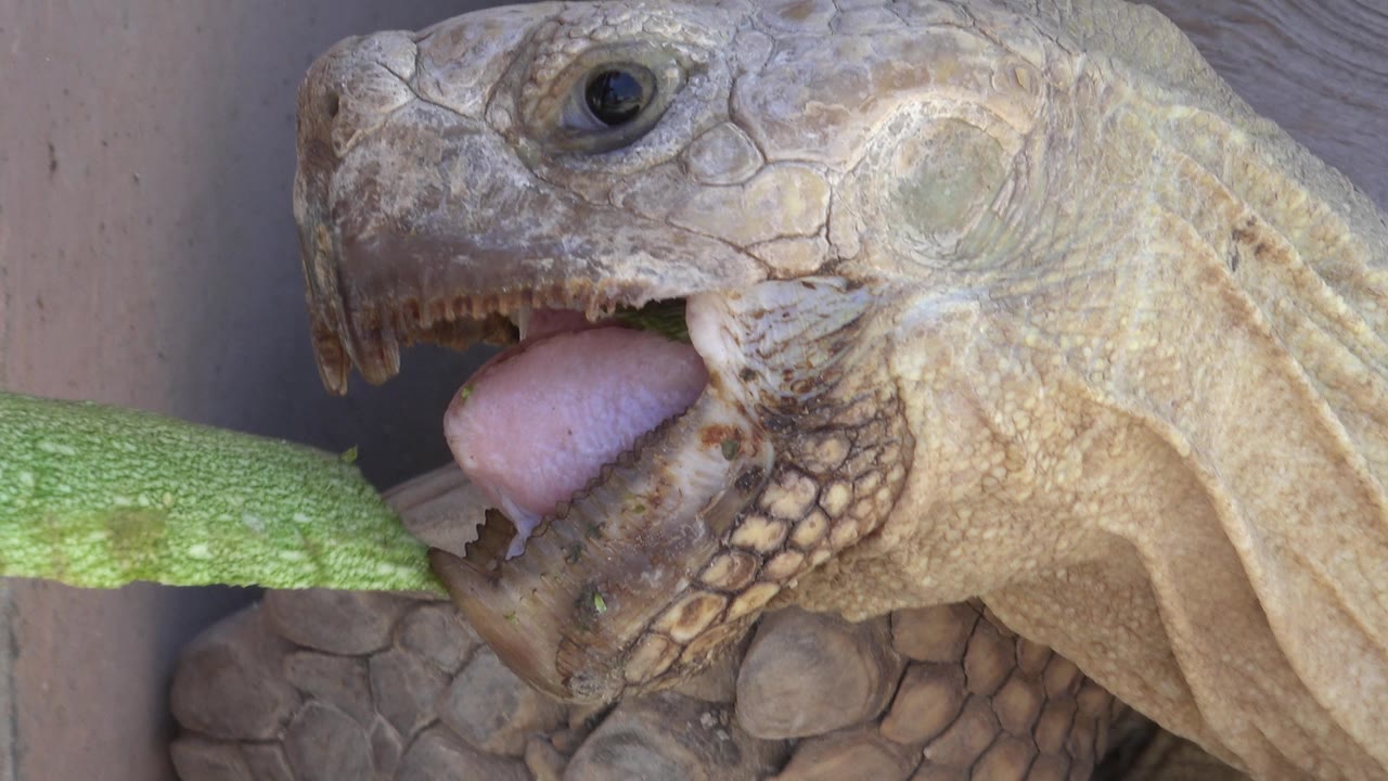 Turtle chewing with its pink tongue visible.