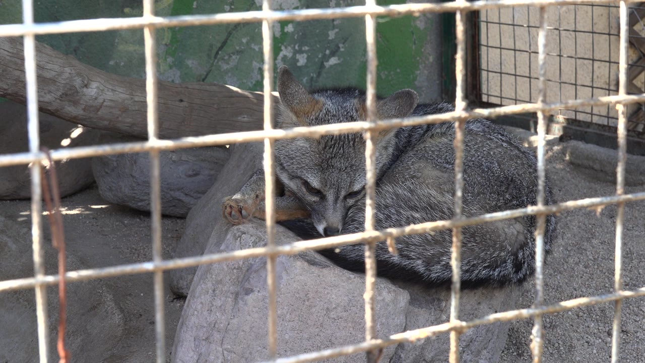 Gray fox curled on a concrete enclosure floor behind white wire mesh in Cabo San Lucas, Mexico, with a rock and log behind it and no visible people.