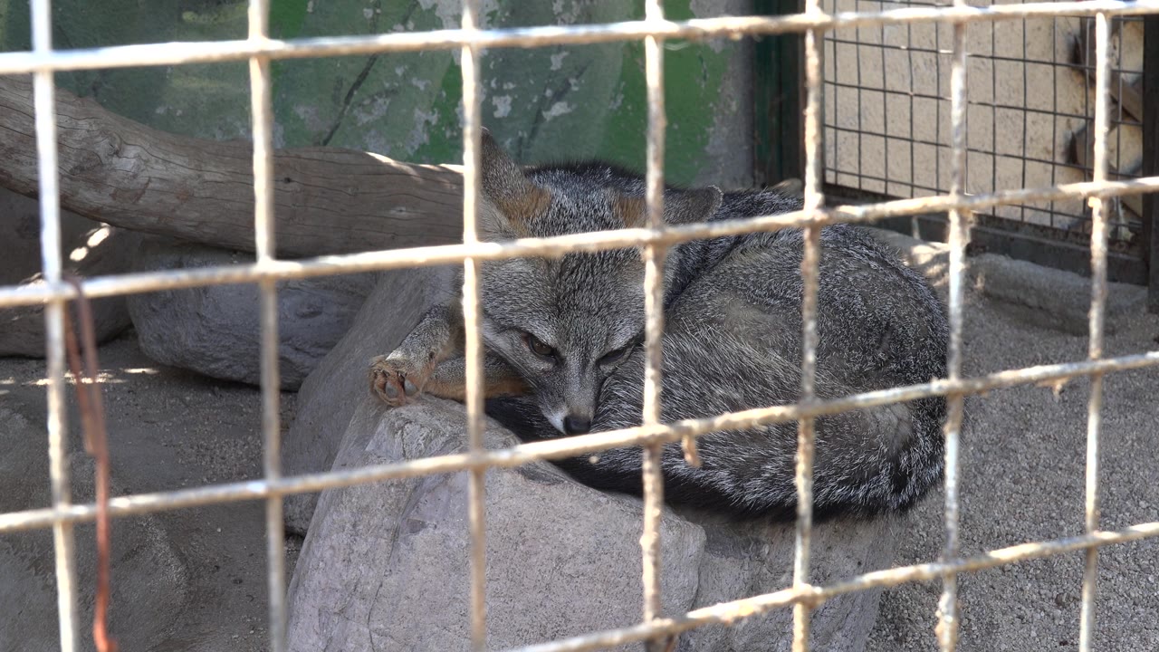 Fox lying in shade behind a sunlit wire enclosure.