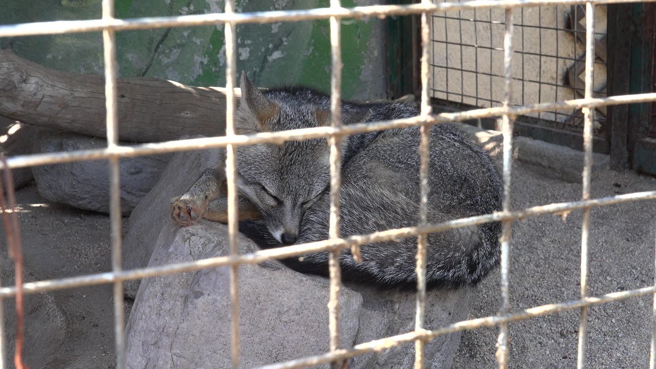 A small gray fox lies in shade behind a square wire enclosure in Cabo San Lucas, Mexico, with a log and green wall behind it and no visible people.