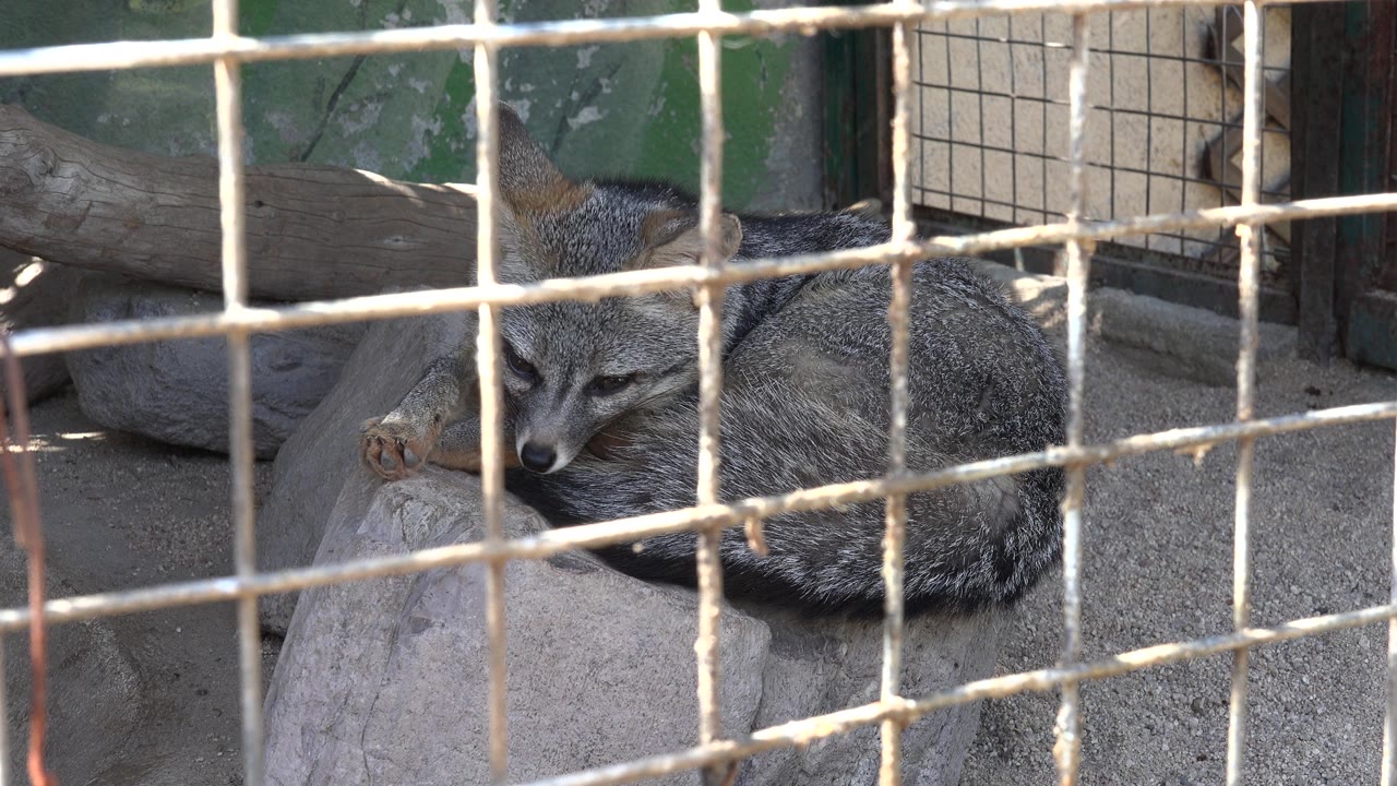 Fox lifting its face behind enclosure mesh