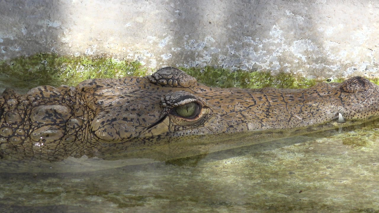 Large alligator head resting in shallow water beside a concrete wall.
